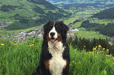 Wandern auf 4 Pfoten