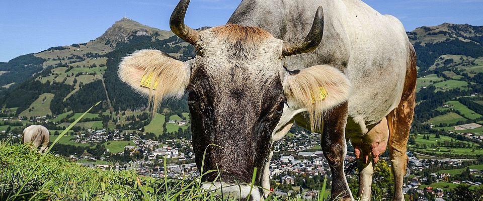 kuh-kitzbueheler-alpen©vonierpeter-pvwerbungundmarketing