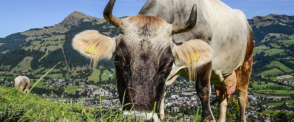 kuh-kitzbueheler-alpen©vonierpeter-pvwerbungundmarketing